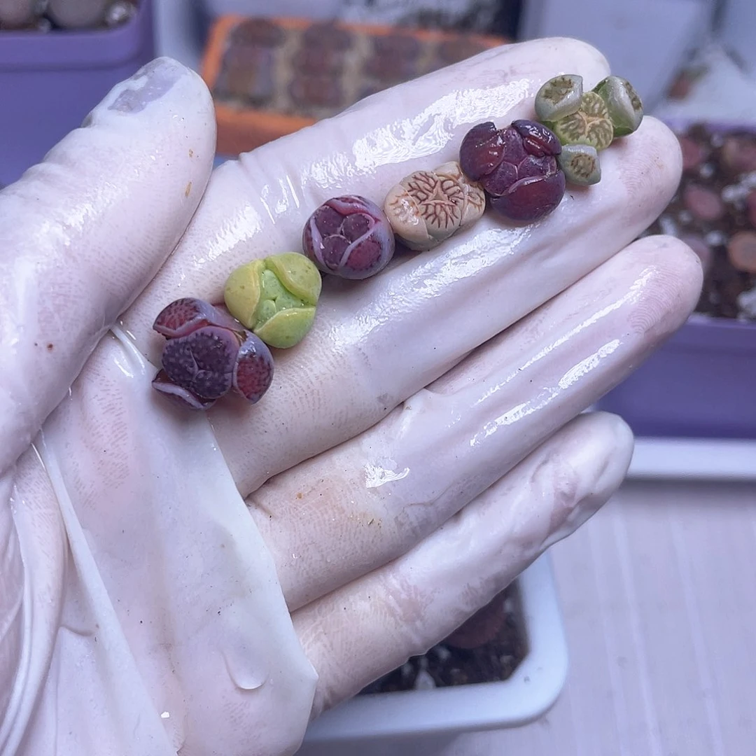 739 不同品种的奔奔……