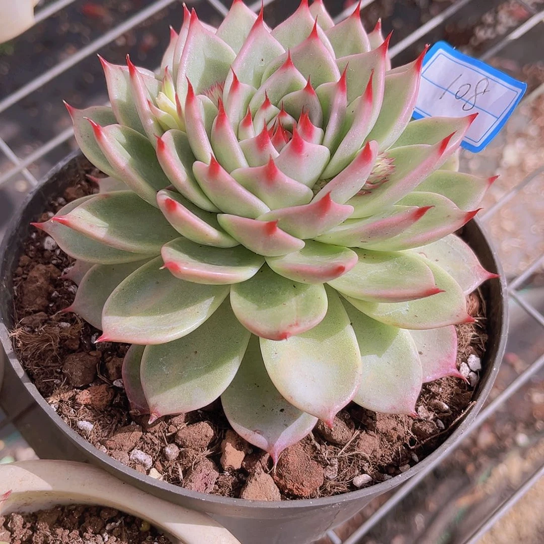 托斯卡13公分999999999