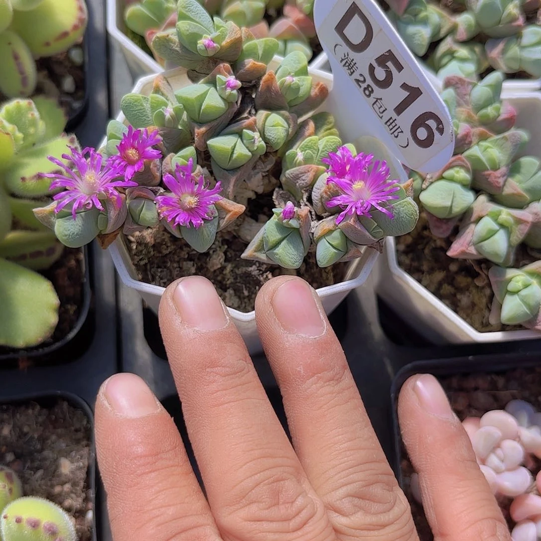 D516秋琴玉一物一拍