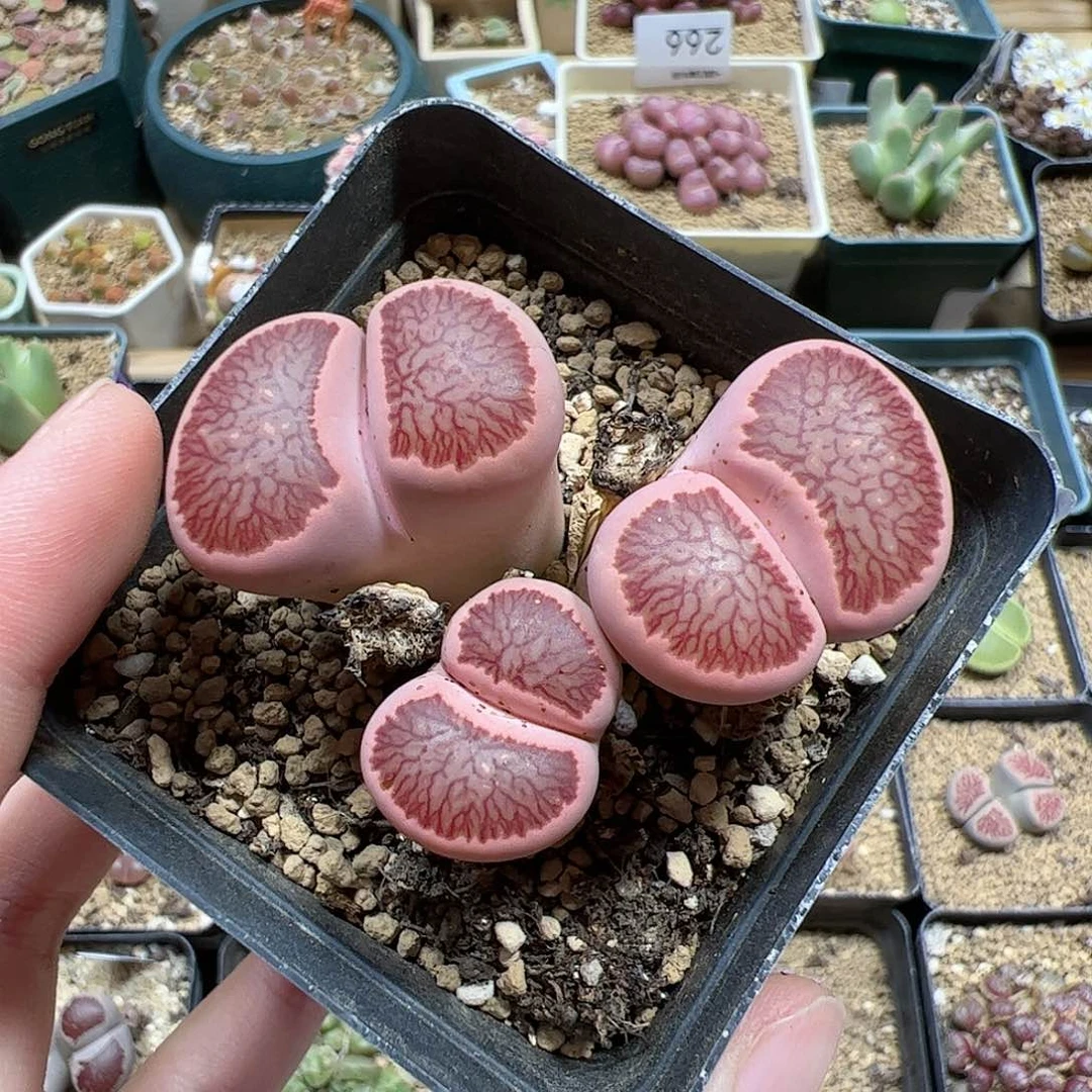 【闪购商品】348 菊锦