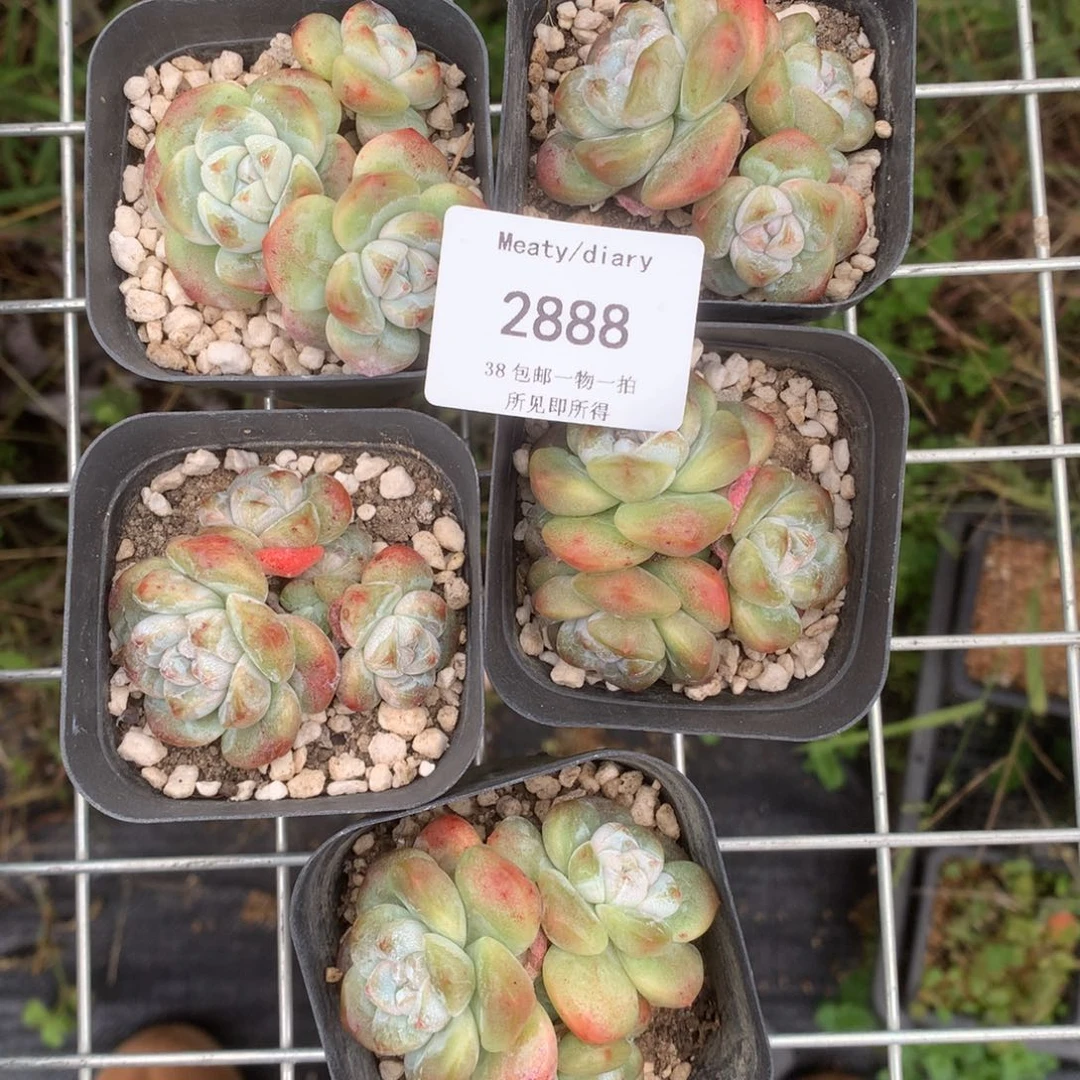 2888五颗冰玉脱土包邮