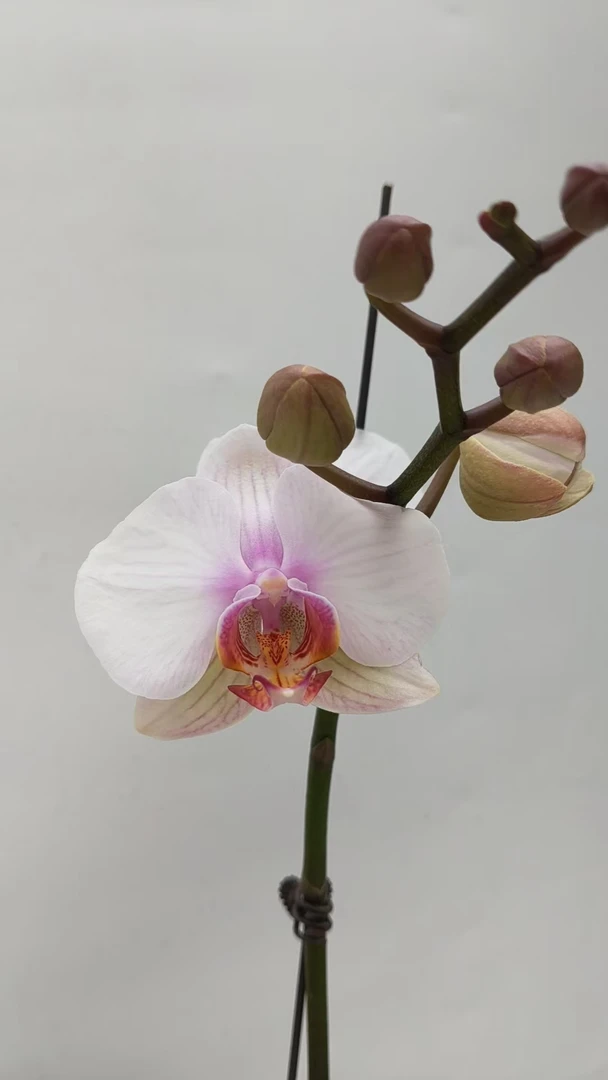 欢然花田蝴蝶兰（马德里）双梗，3.5寸大杯，稀有品种