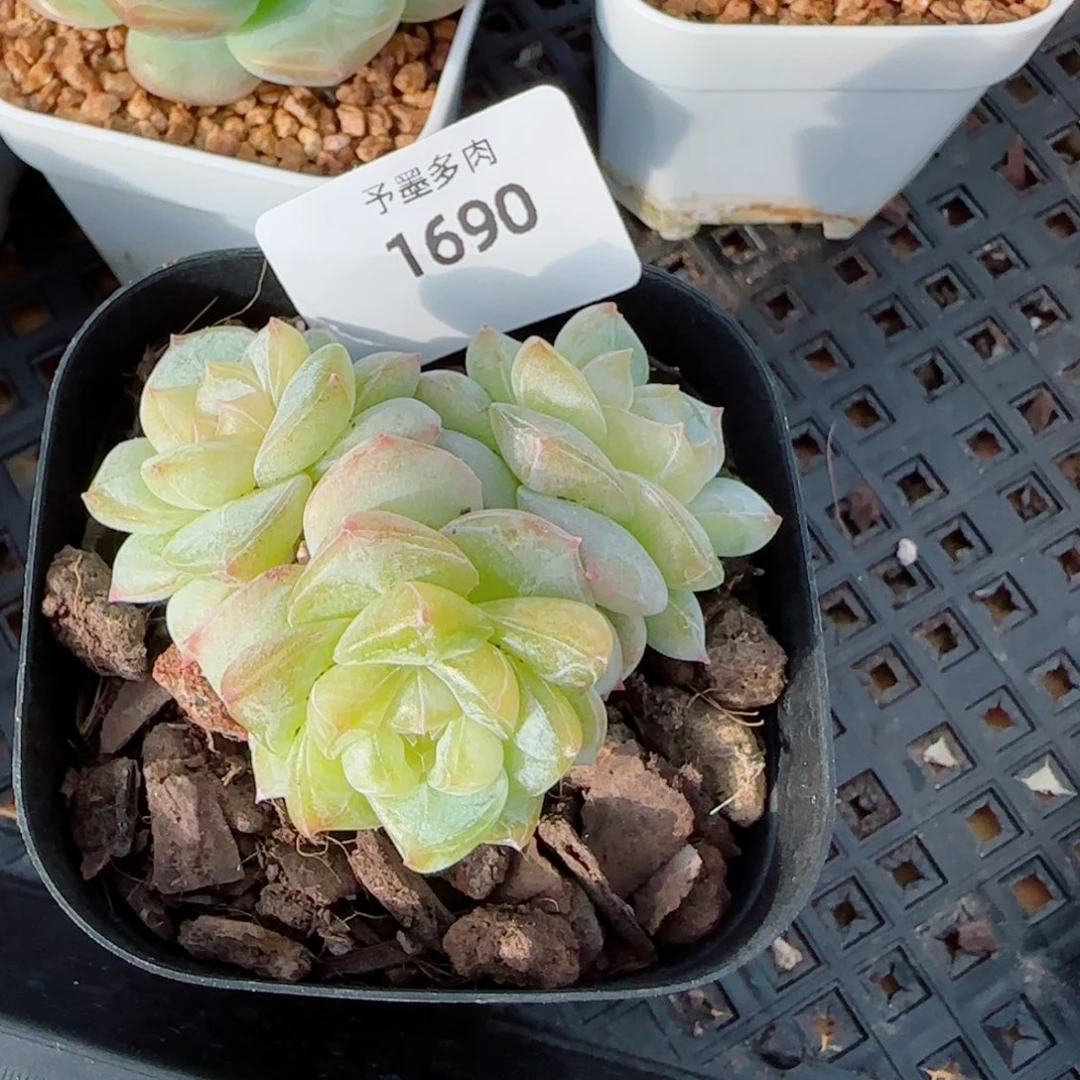 雨露泡泡，1690多肉植物