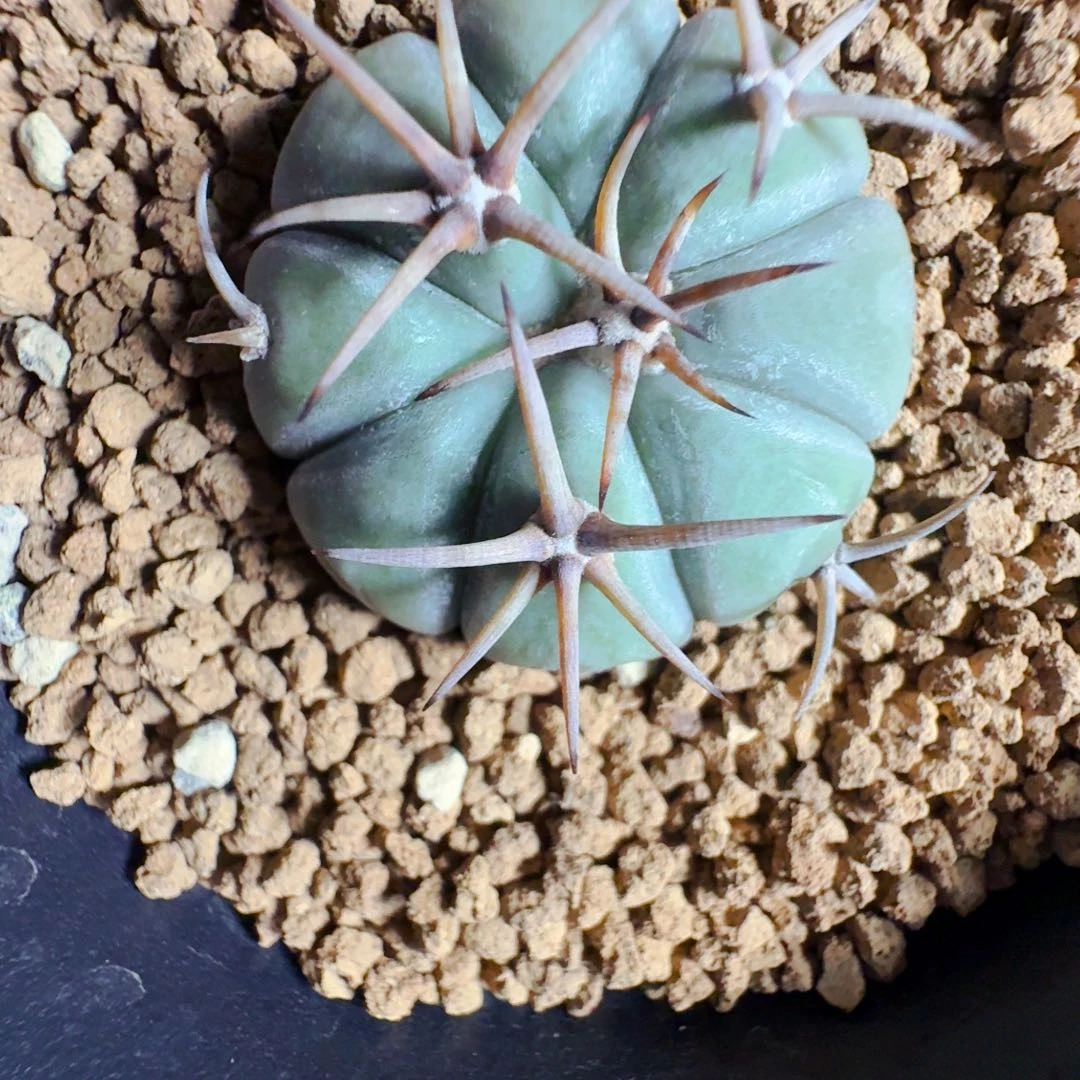 泡***高56实生平丸仙人球