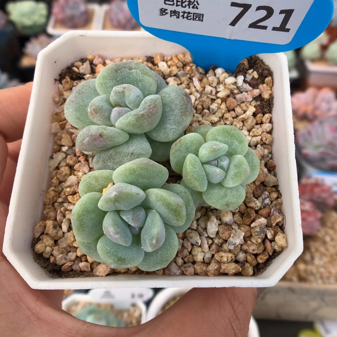 721冰玉石化多肉植物三头