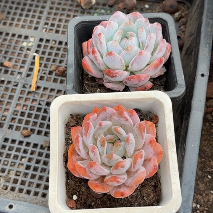 血橙2个惊鸿一物一拍包装收缩花旱