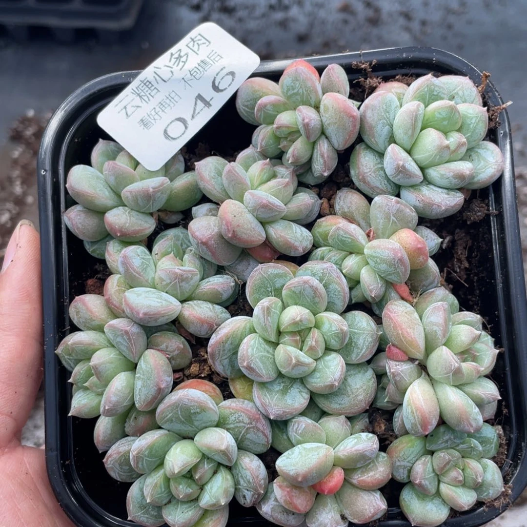 云糖心多肉植物46