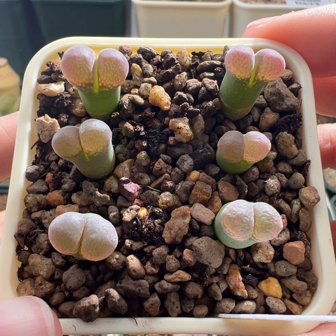 501/青蛙肯哈德小尺寸一盆福利价