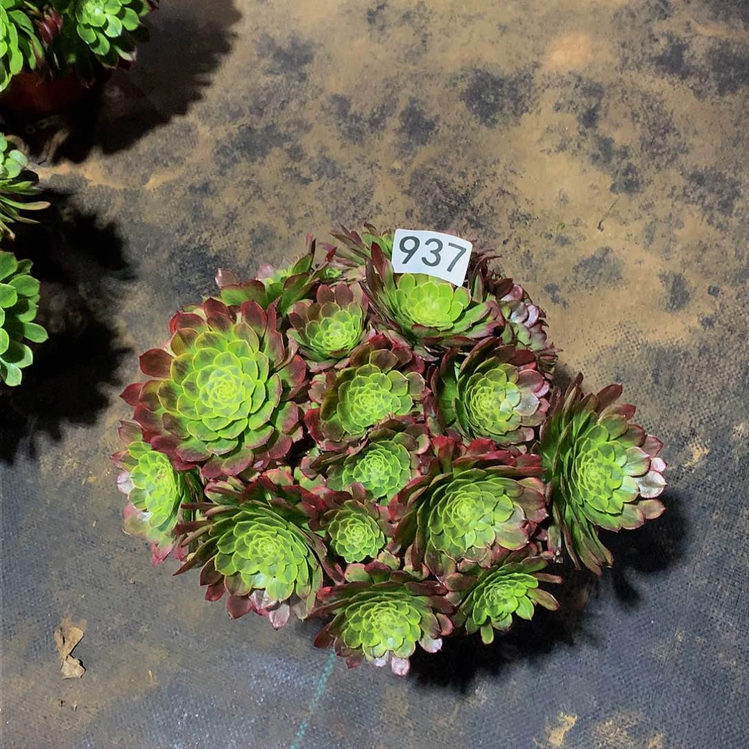 云**飘937花8888888888