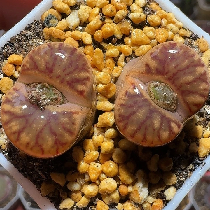 生石花122222。   337