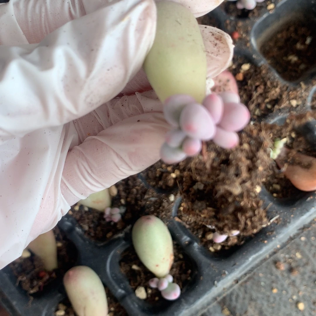 米可奶酪多肉米可奶