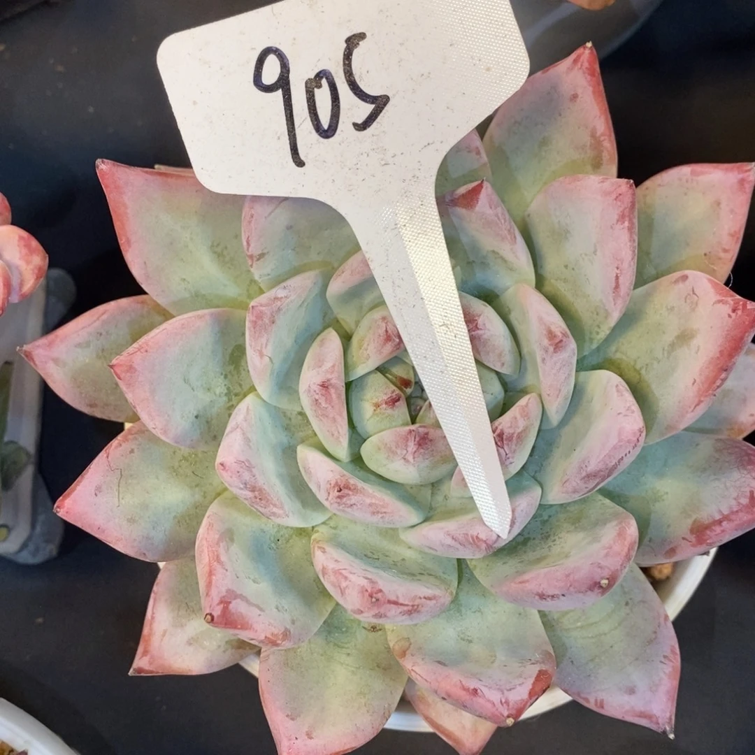 老阿姨花卉一物一拍905