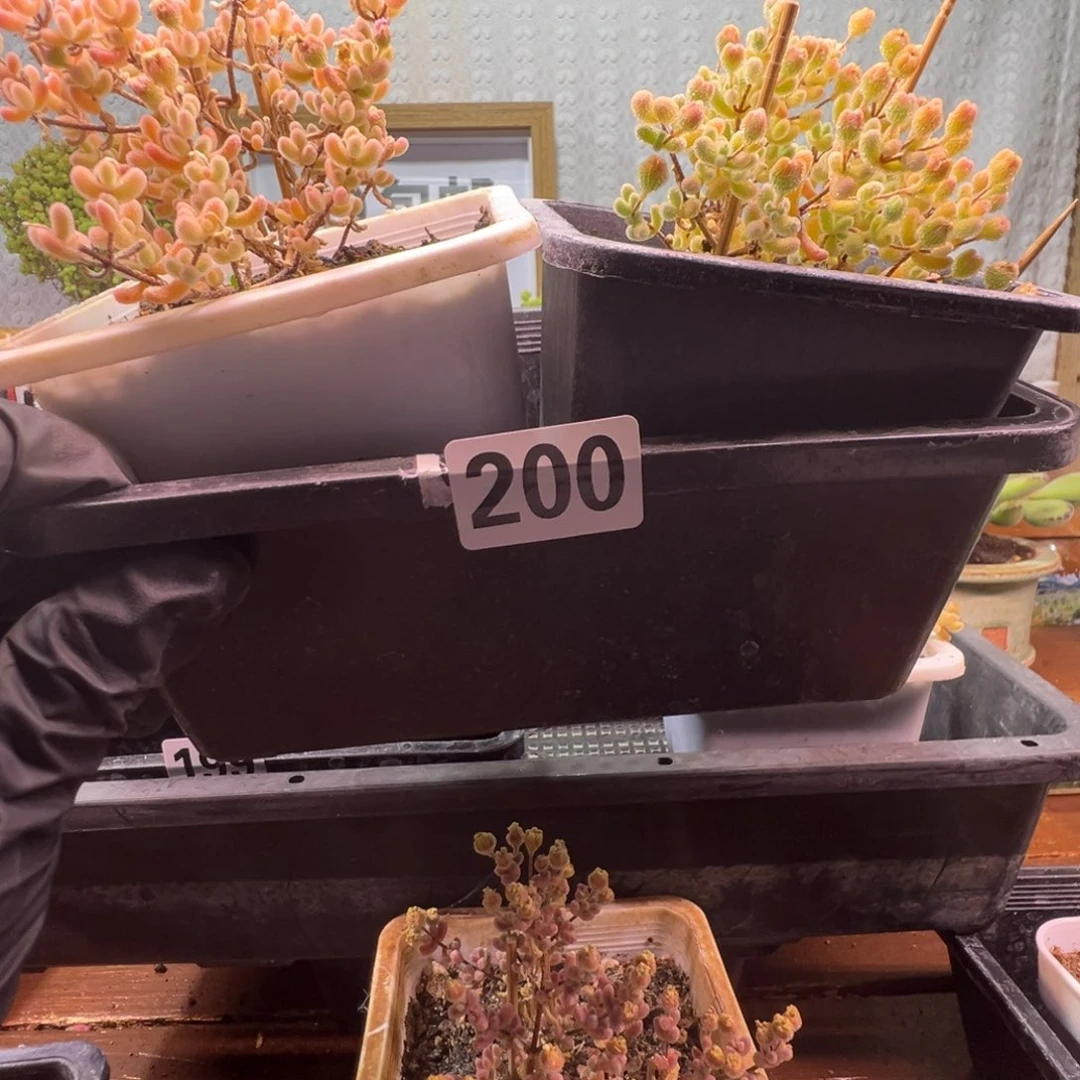 枝干番杏多肉植物200