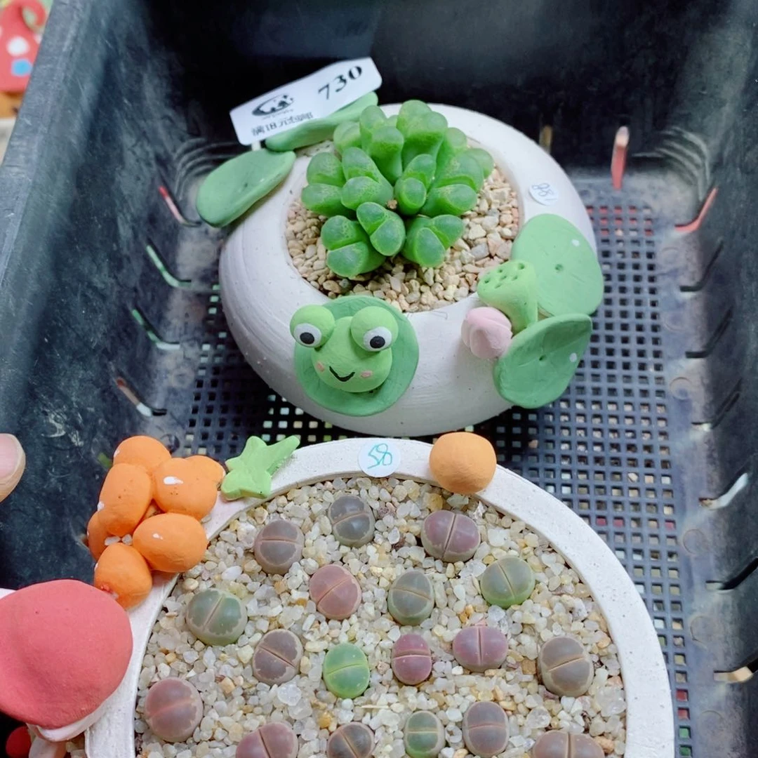 小***华生石花花花花花花花730