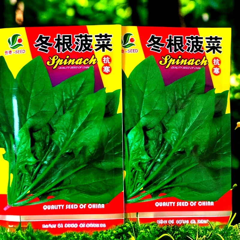 冬根菠菜种子拍一发二
