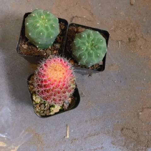 两盆仙玉红娜丸仙人球12米