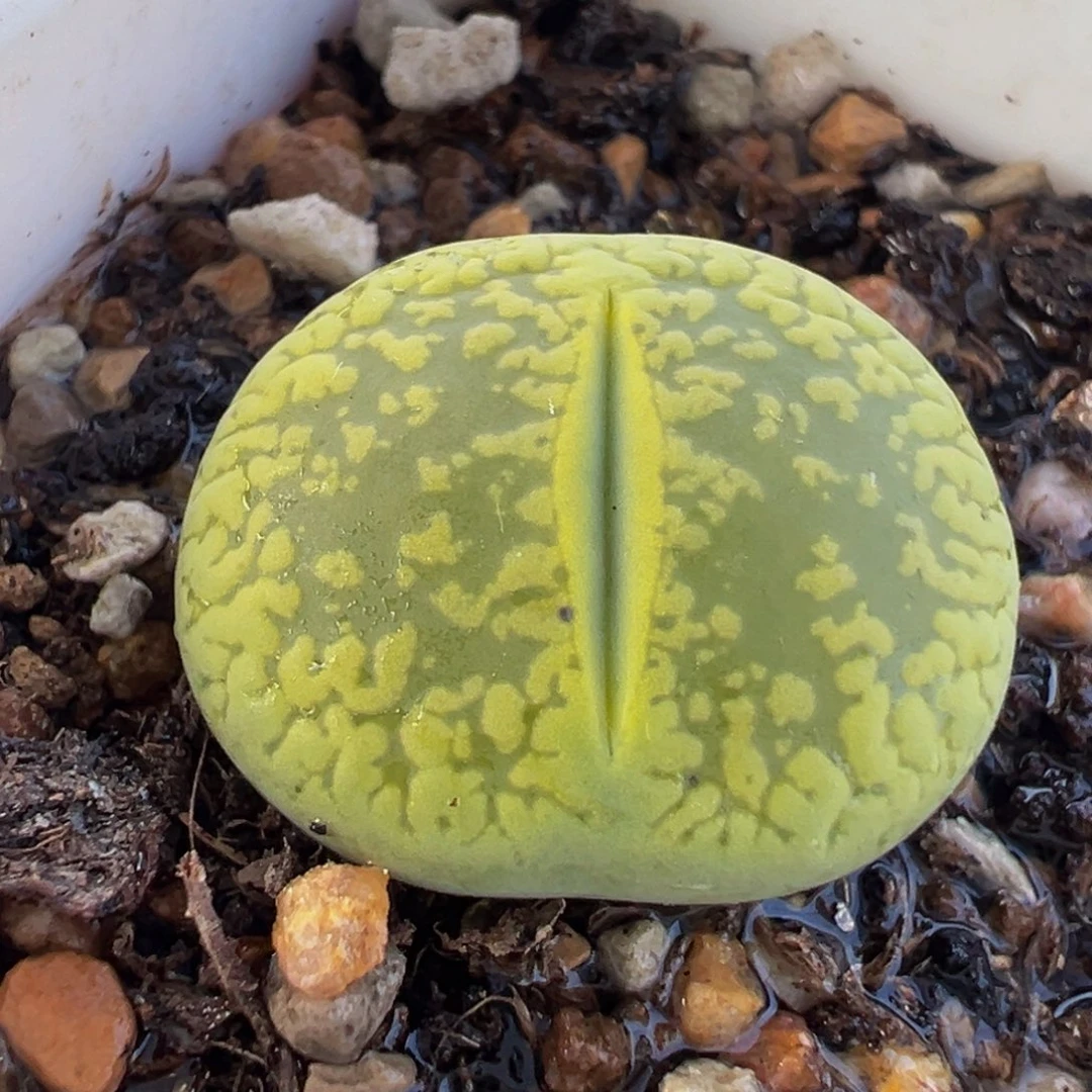 绿日轮多肉植物盆栽栽培