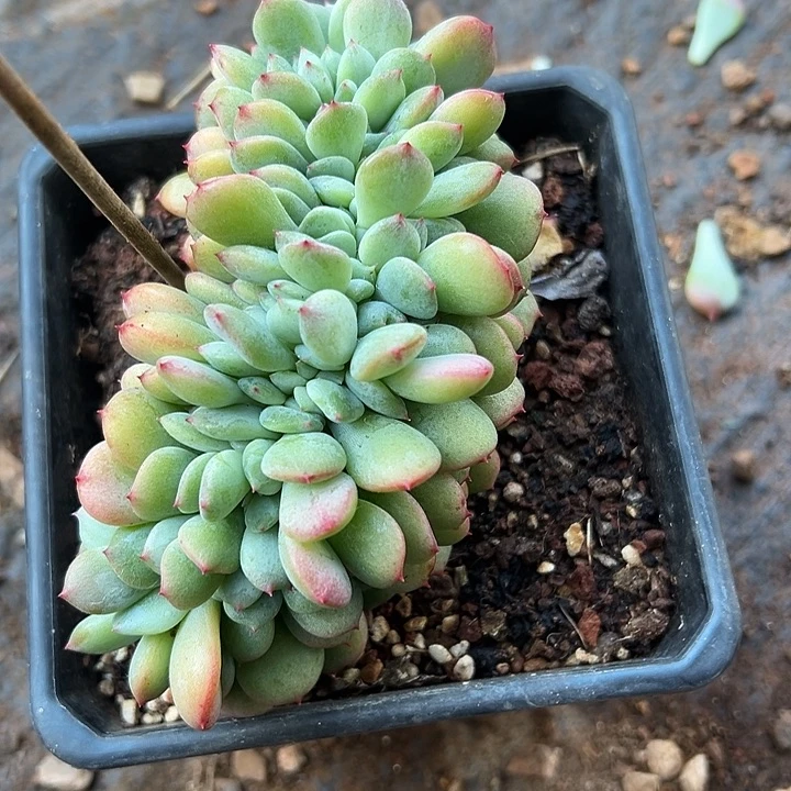 杂交糖心缀化多肉福利