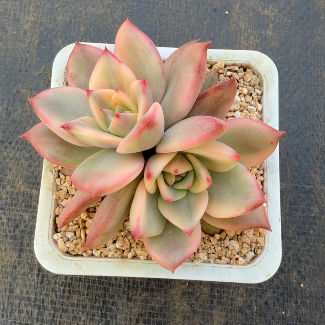 卡梅拉锦锦上园艺一物一拍