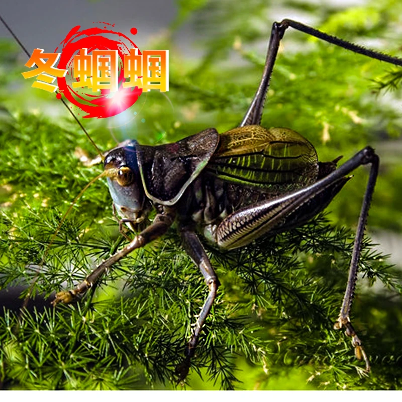 新脱活体鸣虫高端精品大蝈蝈出叫铁皮蝈蝈山青蝈蝈翡翠绿蝈蝈包邮