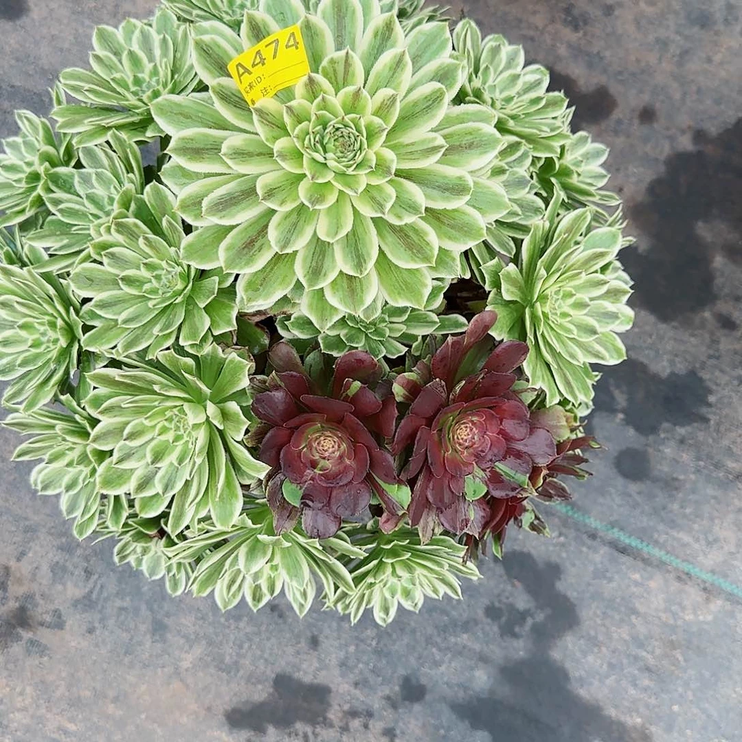 大棵碧浪法师多肉植物474