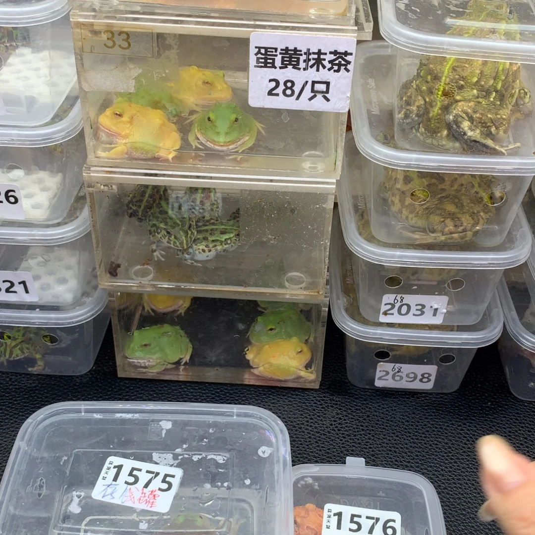 存***罐角蛙小丑蛙和草莓角蛙