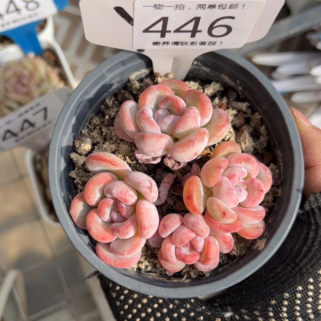 红陶446号多肉植物