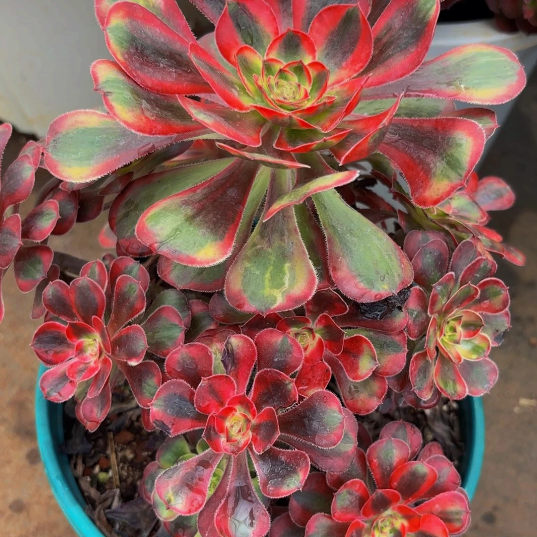 2776多肉植物初恋