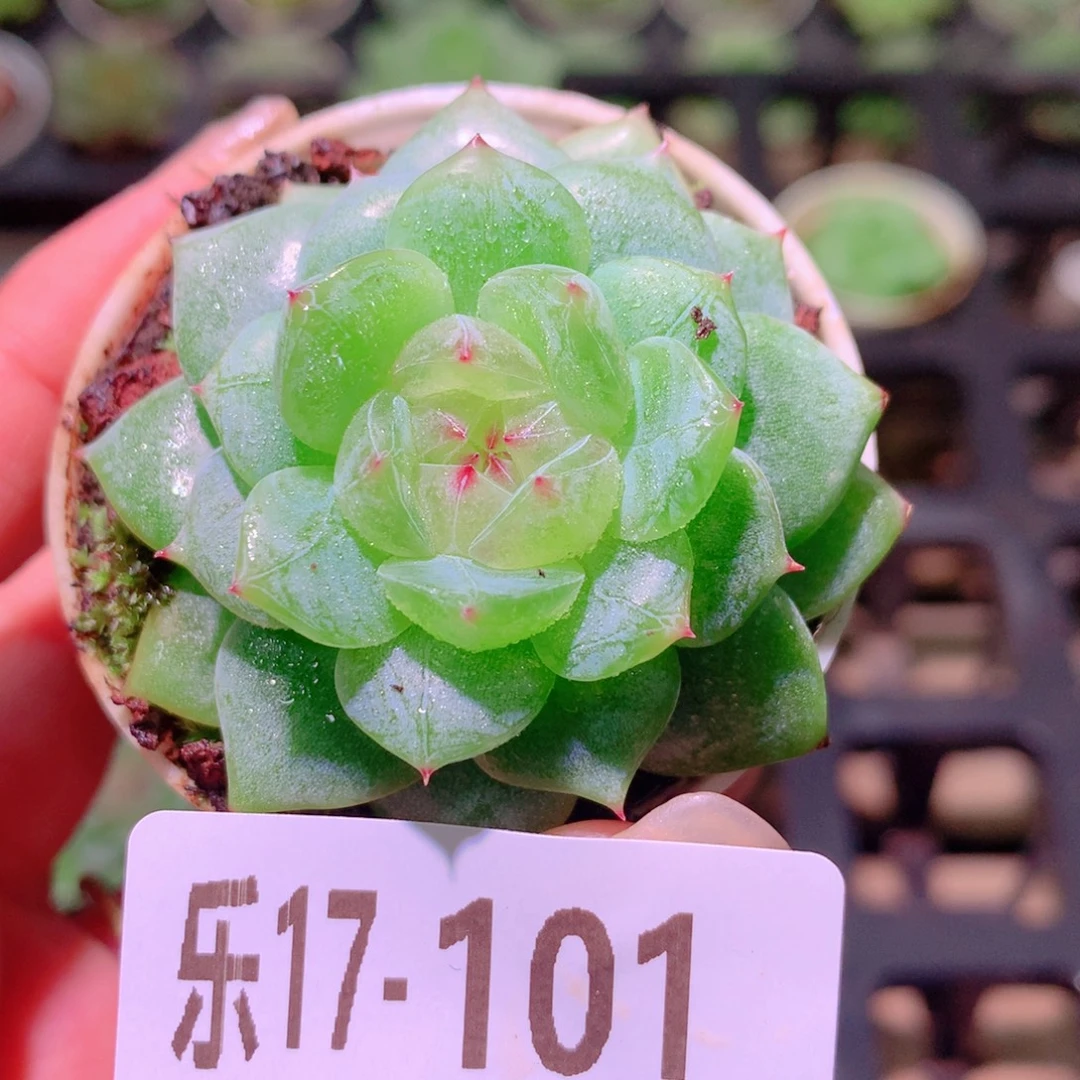 乐然17-101 云沐单头