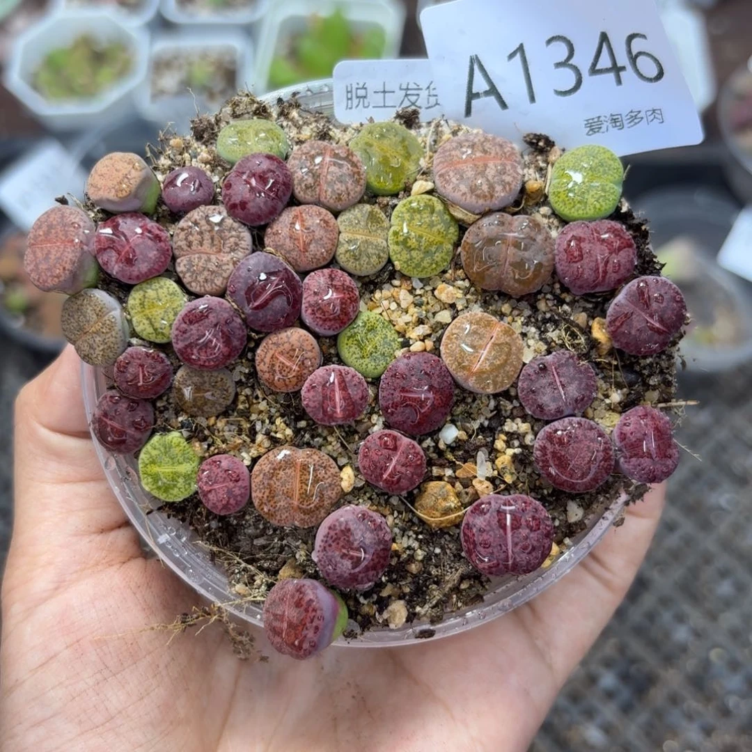 1346 生石花和肉锥