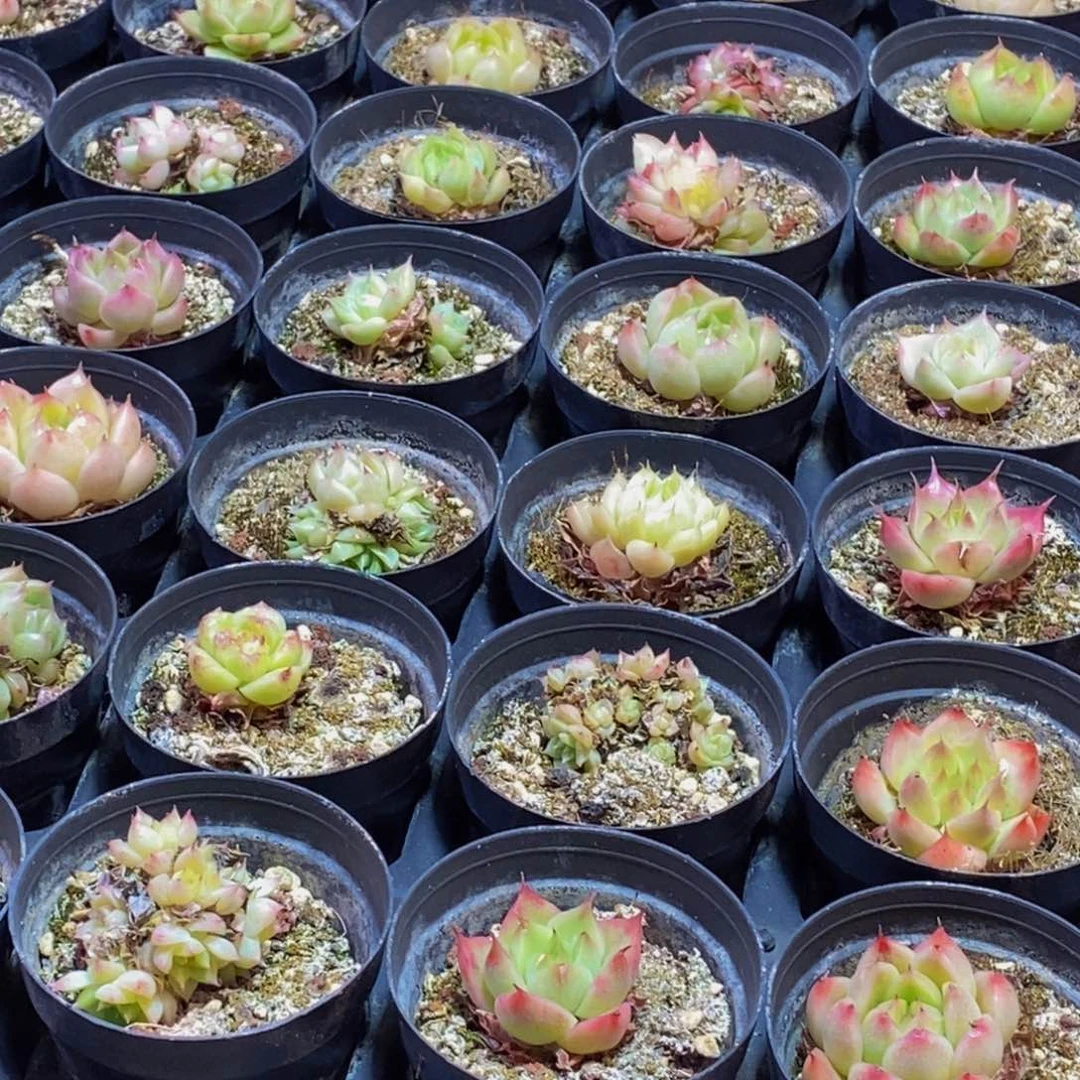 754多肉植物保护研究所所长的