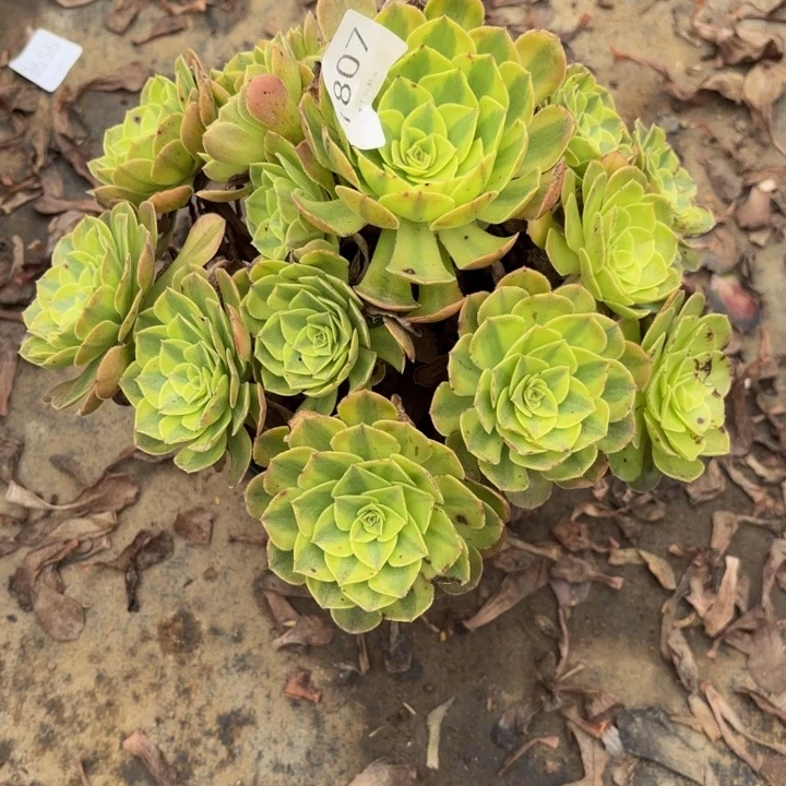 雨荷多肉处理不包断头1807
