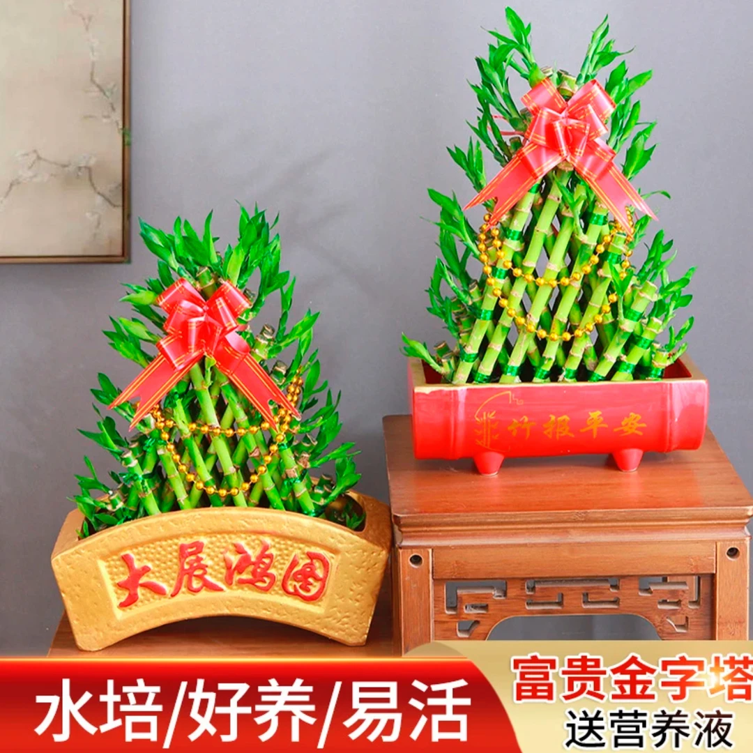 带根富贵竹水培植物易养招财净化空气适合客厅办公桌