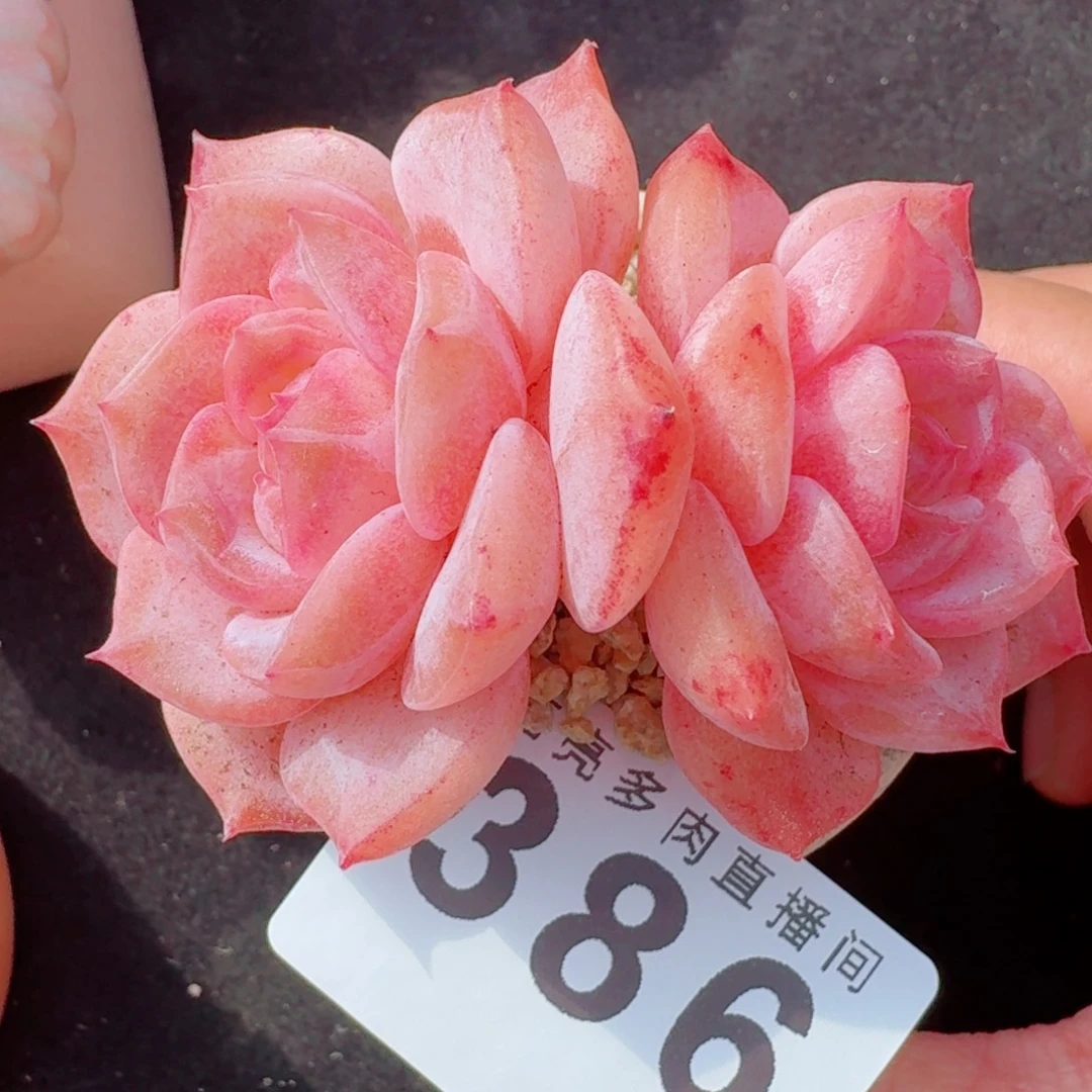 冰魄开播福利      愿你一路坦途，乘风破浪展宏图