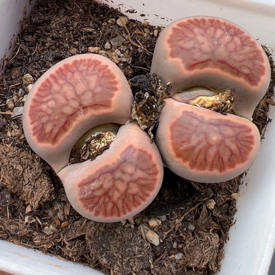 1.26好看的多肉761