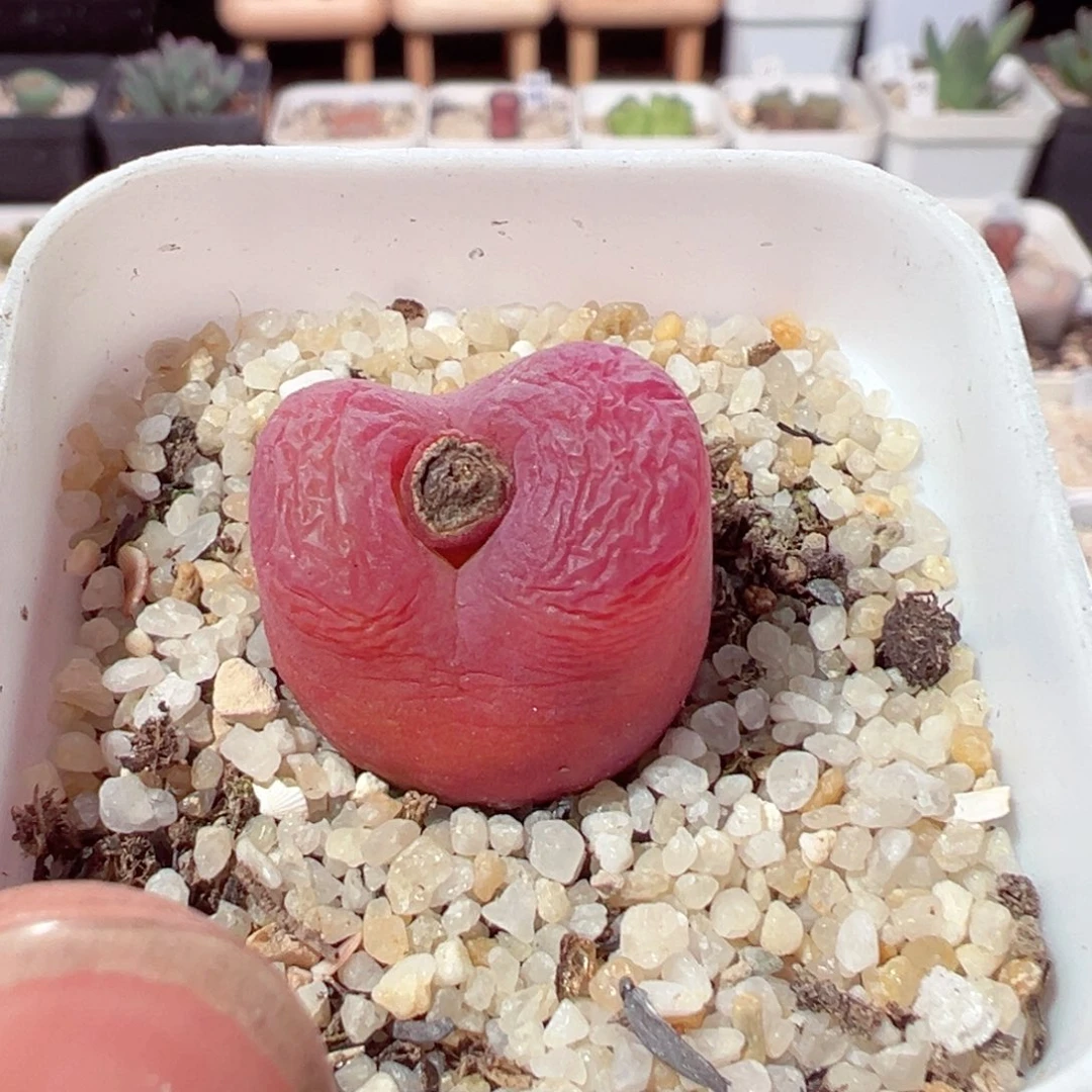 M****e129-198.我是真的不