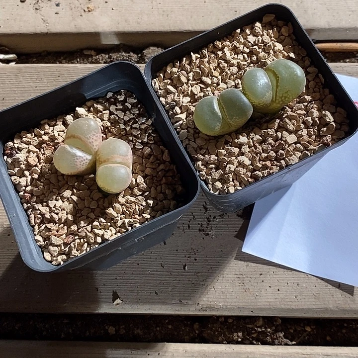 24353。   风铃。     一组。