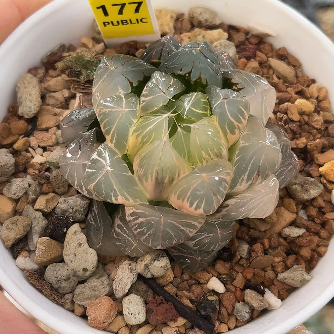177糊斑水晶×冰川玉露锦福利