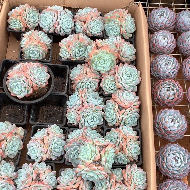3头起冰玉群两单包邮