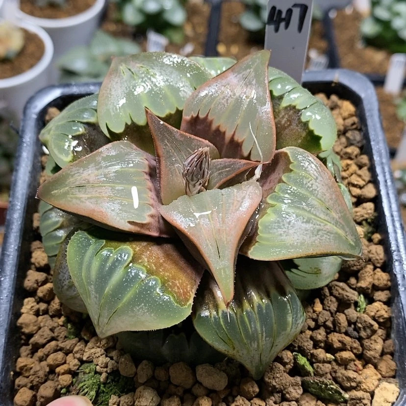 【闪购商品】417媚凤