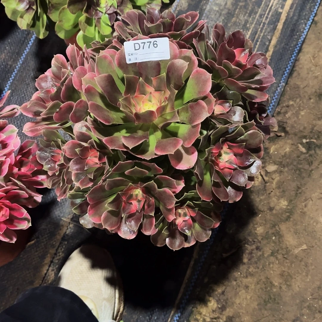 多肉植物776香妃法师