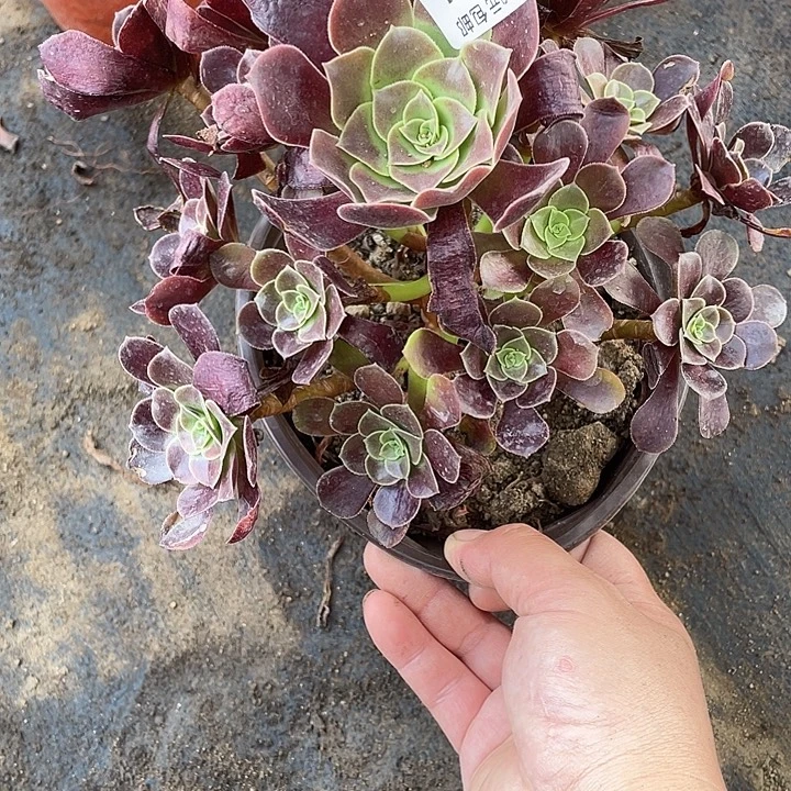 211欧嘉莉多肉植物法师