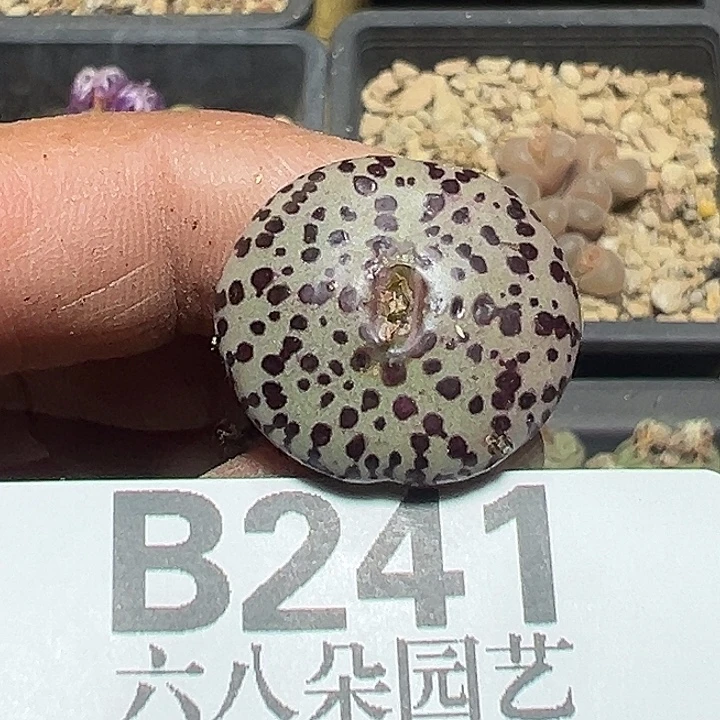 哥***了241号安贞杂多肉植物