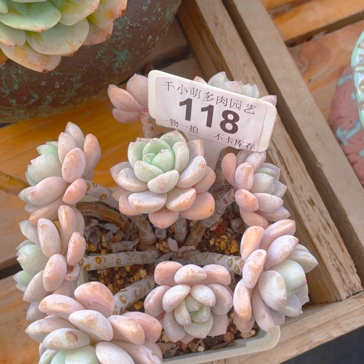 二****饼谢谢你的支持00000000118