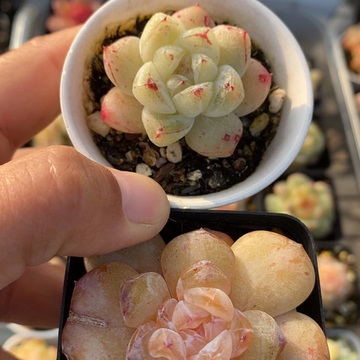 福利糖心2颗 11.21