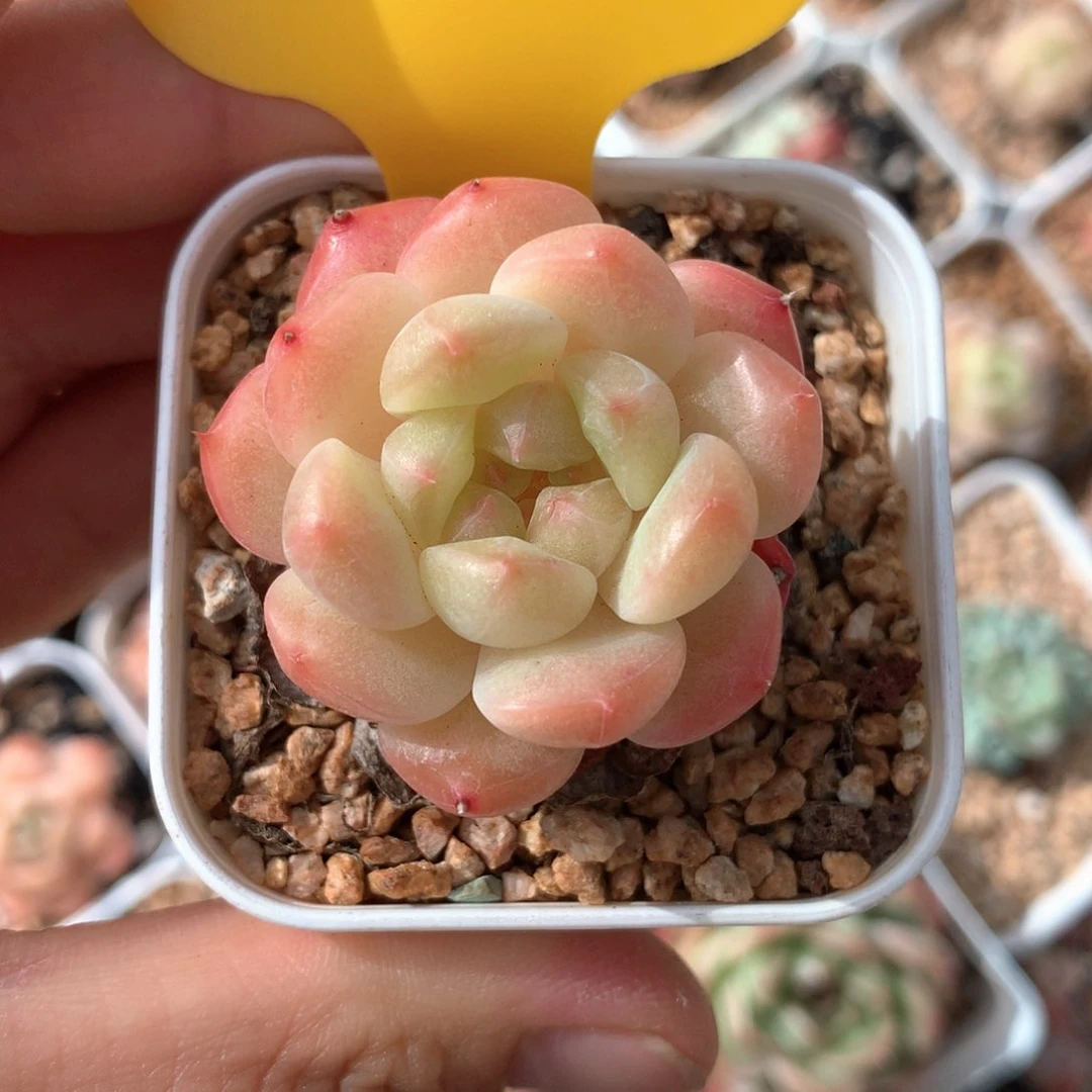 桔珍妮单头专拍2173