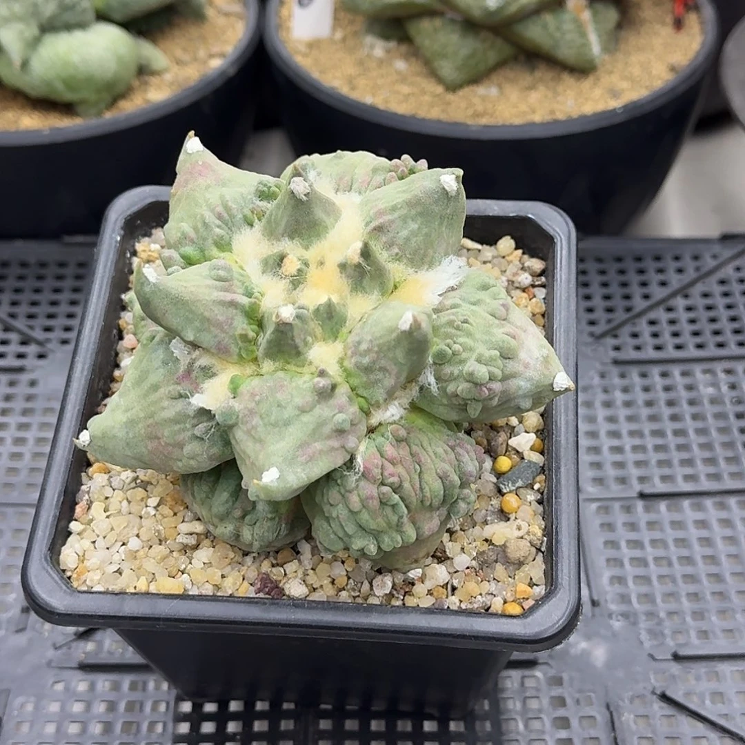 自根怒涛牡丹，季节锦