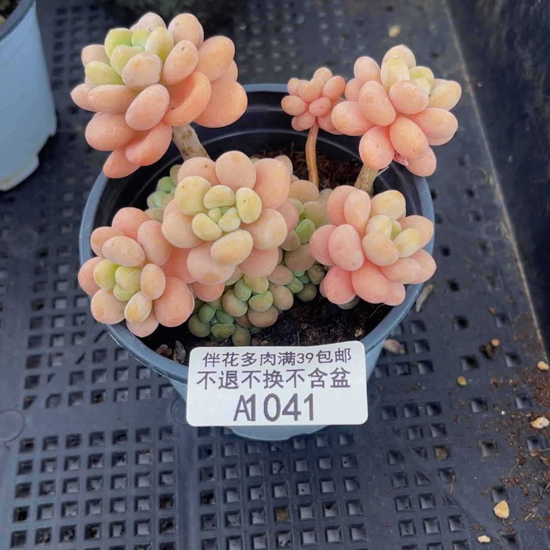 *****041-洛可可多肉7cm