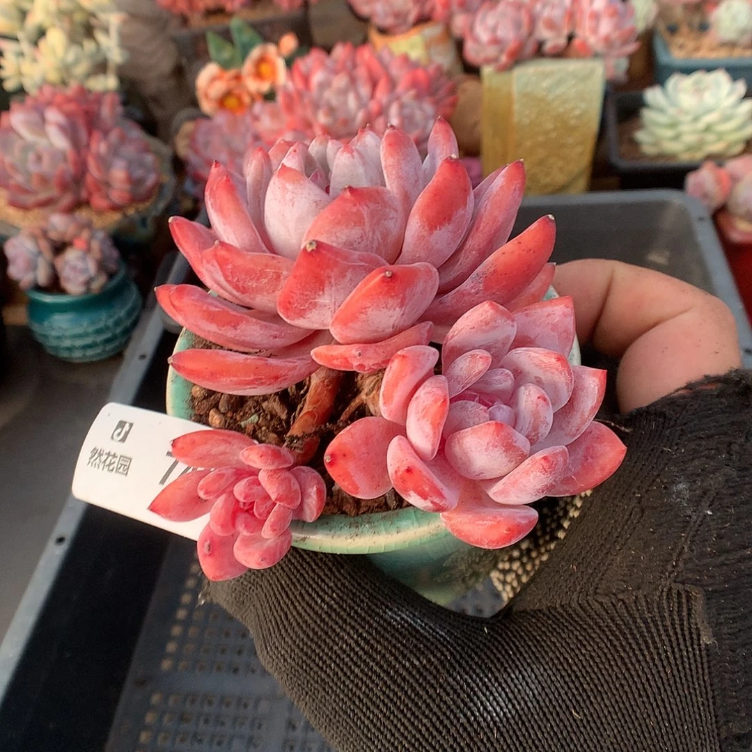 748雪天使多肉植物6666
