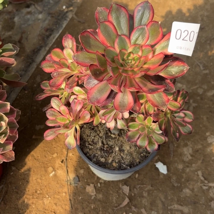 香奈儿多肉处理不包断头0201